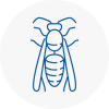 North Ealing Wasp Nest Removal